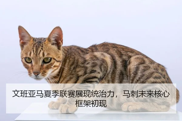 文班亚马夏季联赛展现统治力，马刺未来核心框架初现